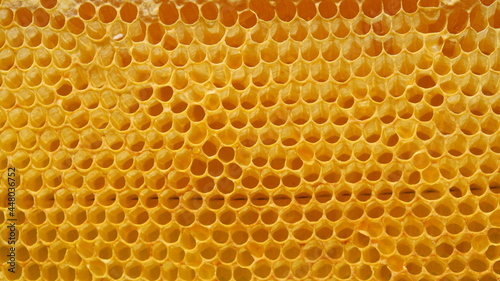 Bee honeycomb, honey cells. Background text area .Copy space.Close-up honeycomb.