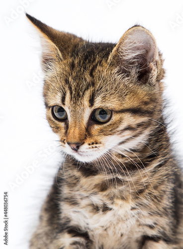 tabby kitten looks with a sly look on a white background © Happy monkey