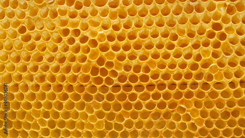 Honey bud, honey bud of bees.