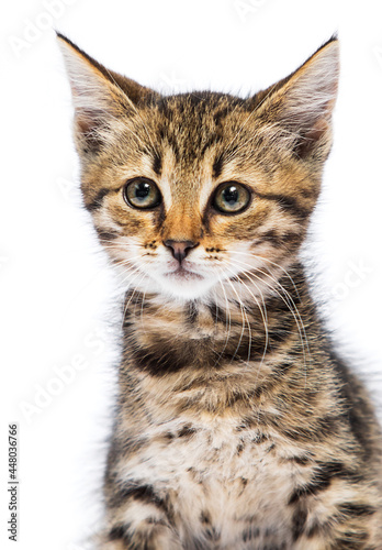 muzzle tabby kitten on a white background