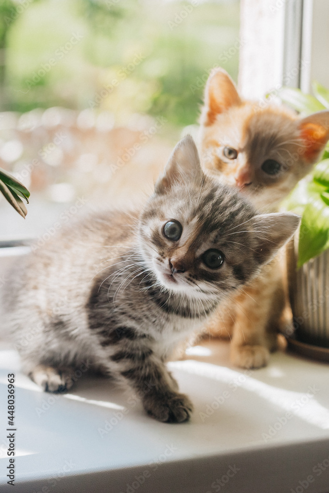 beautiful ginger tabby kitten in nature