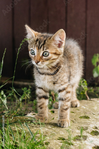 beautiful tricolor tabby kitten in nature © Yulia