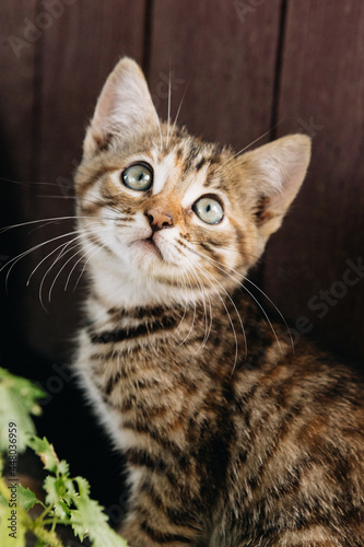 beautiful tricolor tabby kitten in nature