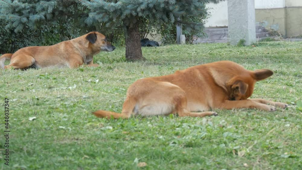 Homeless lonely red dogs lie on the grass in city street