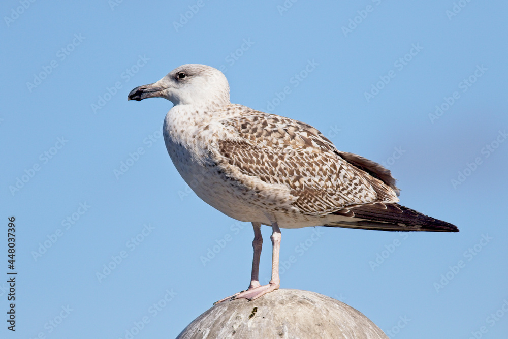 Great Black-backed Gull (Larus marinus), a first winter in Newlyn Harbour, Cornwall, UK. Great Black-backed Gull (Larus marinus), a first winter in Newlyn Harbour, Cornwall, UK.