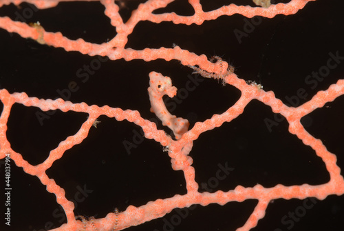Denise's pygmy seahorse hiding in coral photo