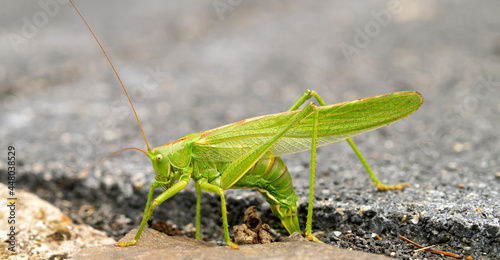 Big green hay horse laying eggs. Female Nymph of a great green bush cricket sitting on leaf. long horned grasshoppers insect Scientific Tettigonia viridissima. large species of katydid or bush-cricket © ImageSine