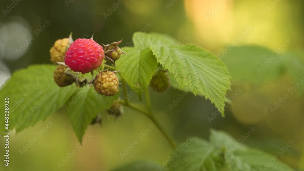 Ripe and unripe raspberries on a branch. Natural background Ripe and unripe raspberries on a branch. Natural background