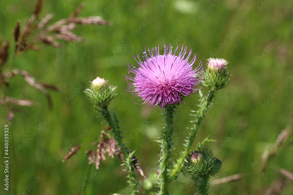 Carduus acanthoides. Prickly thistle flower close-up Carduus acanthoides. Prickly thistle flower close-up