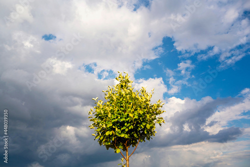 Lonely young tree with golden and green leaf under cloudy stormy sky in summer.