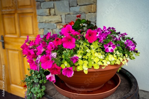 Fototapeta Naklejka Na Ścianę i Meble -  Outdoor flower pot with blooming pink petunia.