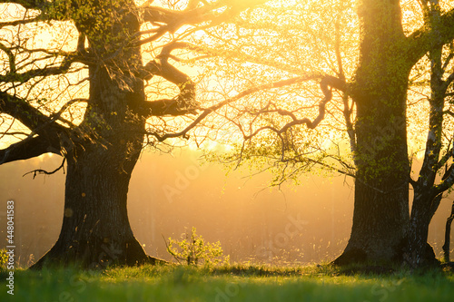 Oak trees with sunlight in spring evening
