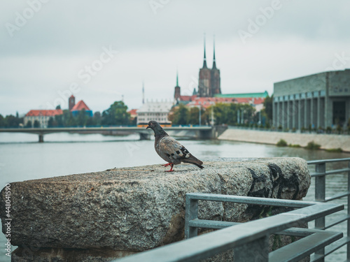 pigeon at the riverside boulevard