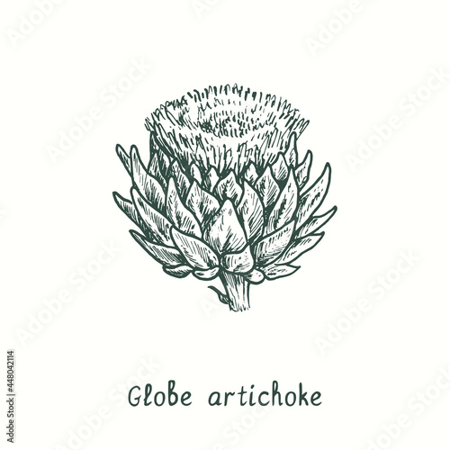 Globe artichoke flower. Ink black and white doodle drawing in woodcut style.