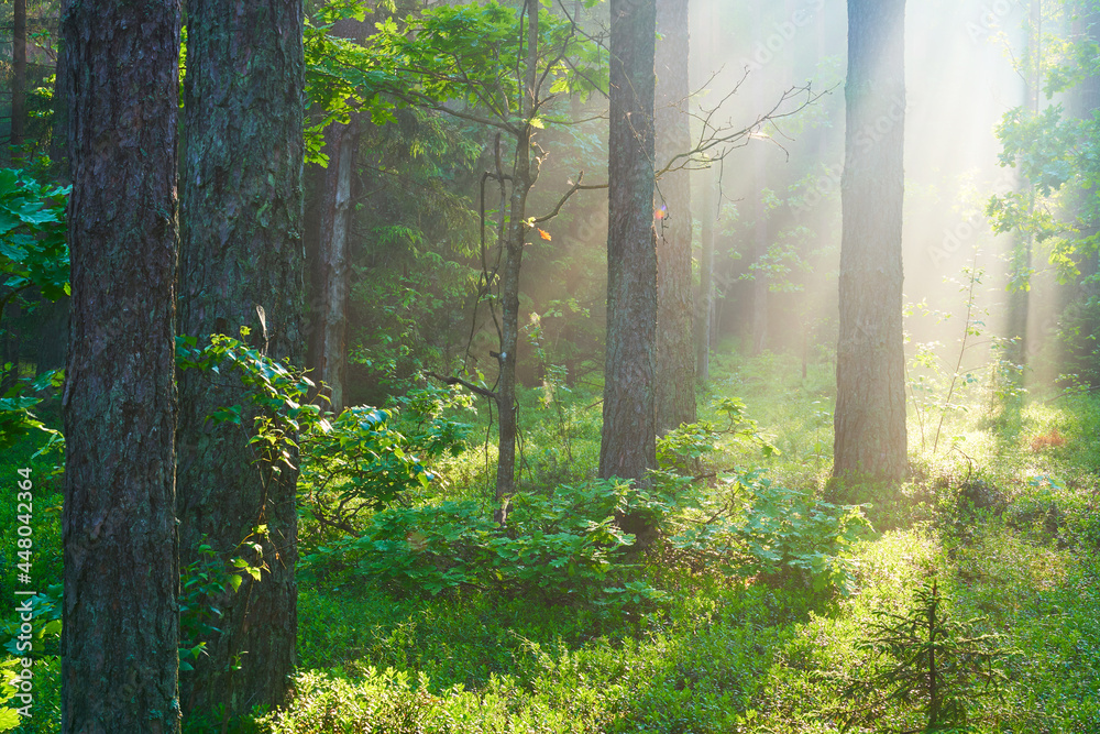 Fototapeta premium Sunlight in forest