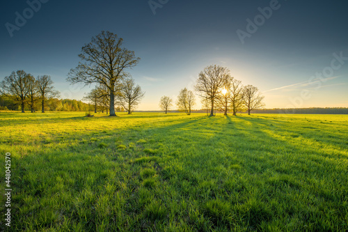 Spring landscape with green meadow