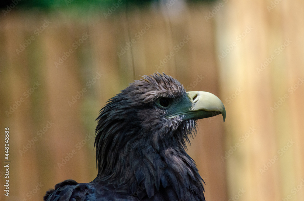 Adler Adler