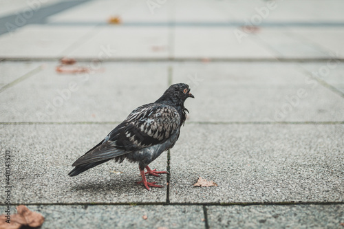 closeup of the pigeon at the pavement