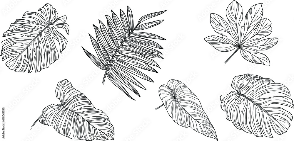 Tropical leaves isolated on white. Hand drawn vector illustration