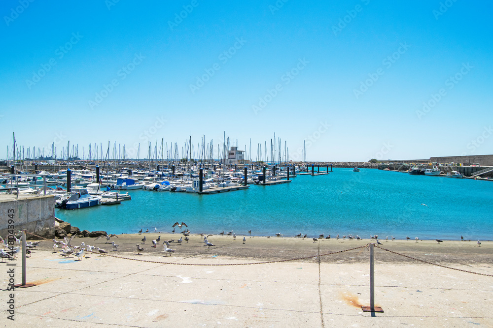 Seagulls in the fishing port of Rota, Cadiz, Andalusia, Spain