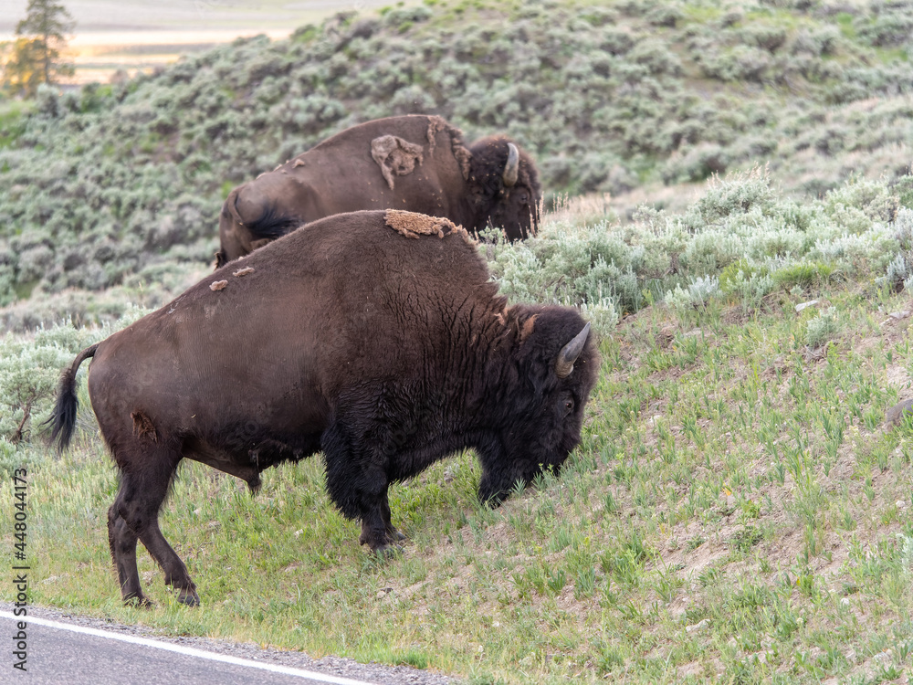 Bison Herd Grazing at Yellowstone National Park