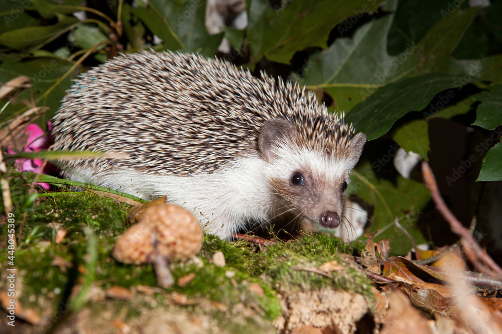 Fototapeta premium Igel