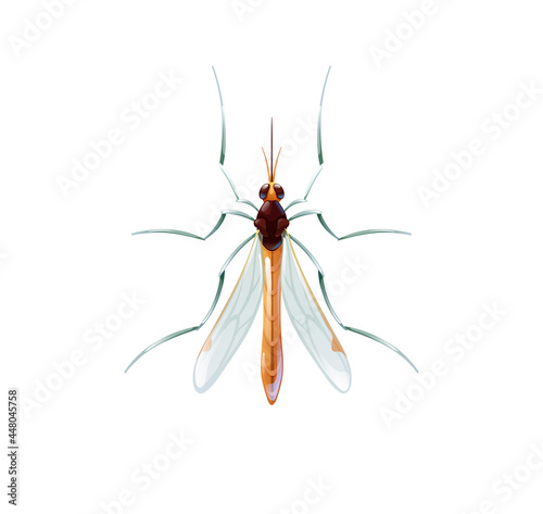 Vector illustration of a mosquito, top view