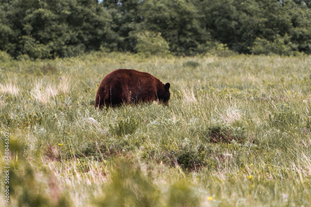 Grizzly Bear at Glacier National Park