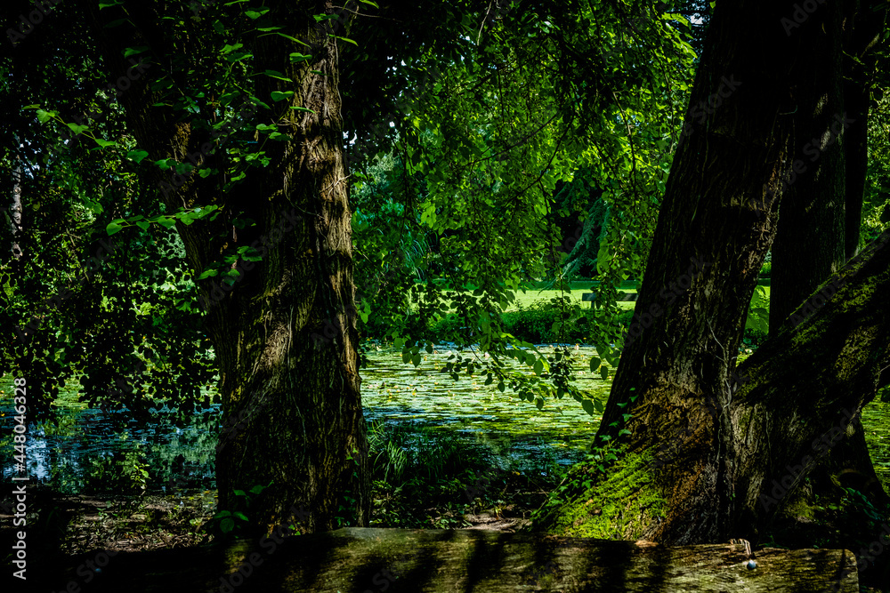 Naklejka premium Zwei Bäume am Teich
