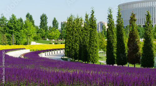 Semicircular terraces with trimmed golden Ninebark shrub and purple sage go down to rows of Thuja plicata. Top view of city park Krasnodar or Galitsky park.