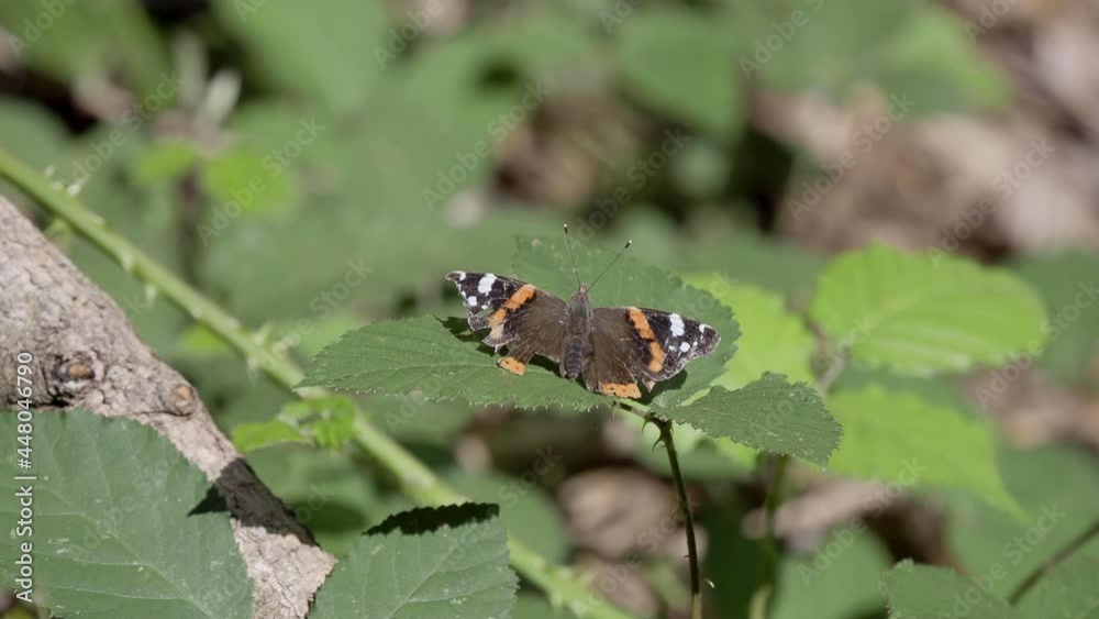 Red Admiral Butterfly Resting on a Leaf Red Admiral Butterfly Resting on a Leaf