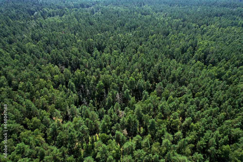 View of the pine forest. Green branches of fir trees and pines in a wild forest aerial view. Fresh green trees background. View of the pine forest. Green branches of fir trees and pines in a wild forest aerial view. Fresh green trees background.