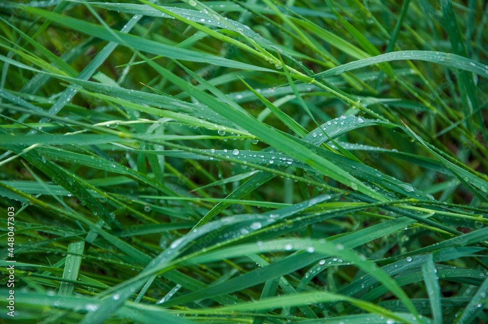 Green fresh grass after rainfall with water droplets Green fresh grass after rainfall with water droplets