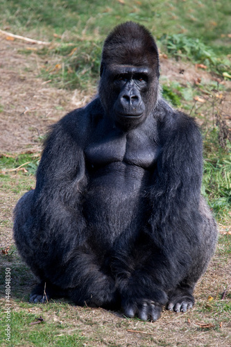 Gorilla, Affe