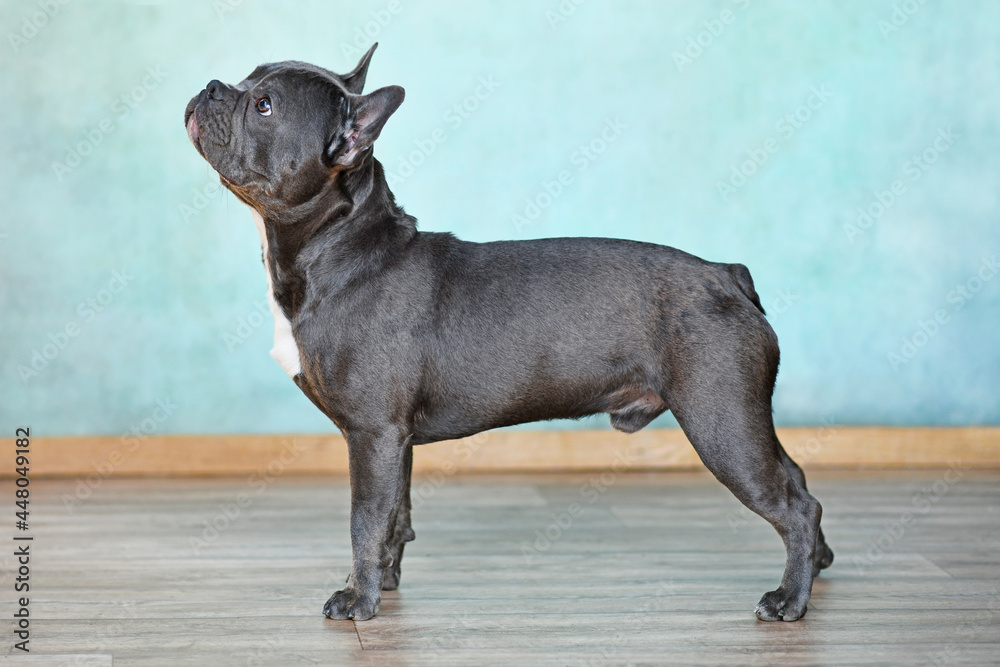 French bulldog long snout shop