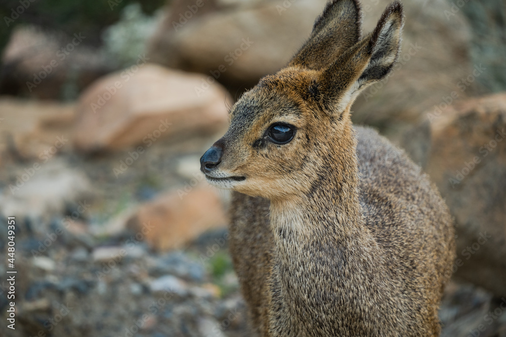 klipspringer in swartberg pass mountains in western Cape South Africa klipspringer in swartberg pass mountains in western Cape South Africa
