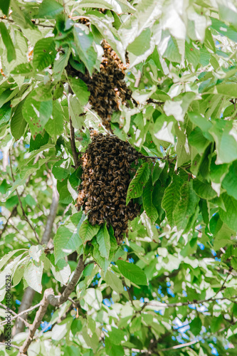 Swarming bees. New young bee colony stuck to tree branch. Formation of new hive, family. Beekeeping and insect behavior