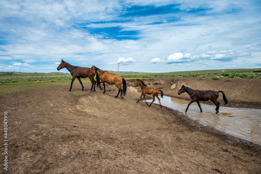 Fototapeta premium horse and foal