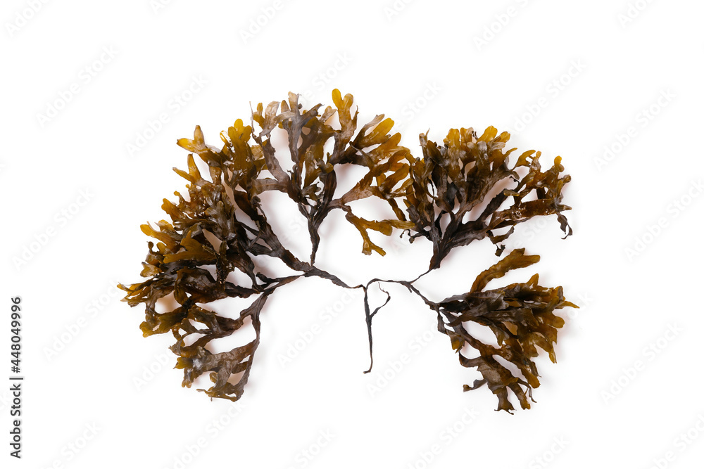 Ταπετσαρία Fucus seaweed isolated on white background. Baltic sea. Latvia,