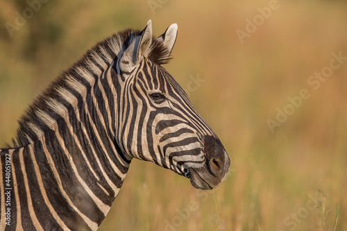 Zebra in the Bushveld Portrait