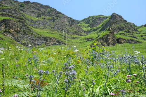Fleurs des Pyrénées photo