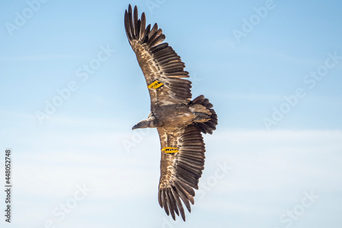Griffon vulture (gyps fulvus) in flight, Alcoy.