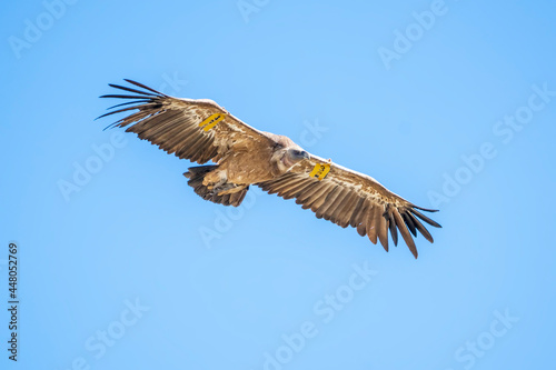 Griffon vulture  gyps fulvus  in flight  Alcoy.