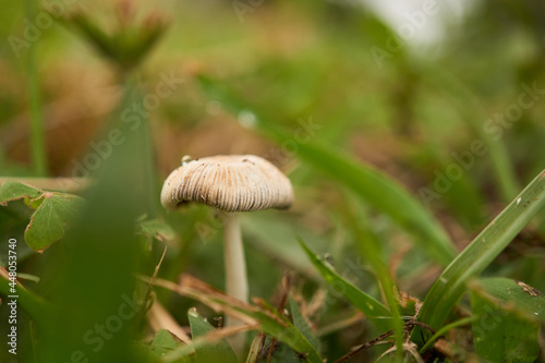Mushroom among green grasses under the sunlight.