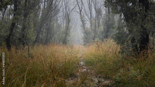 foggy path into the trees in a field