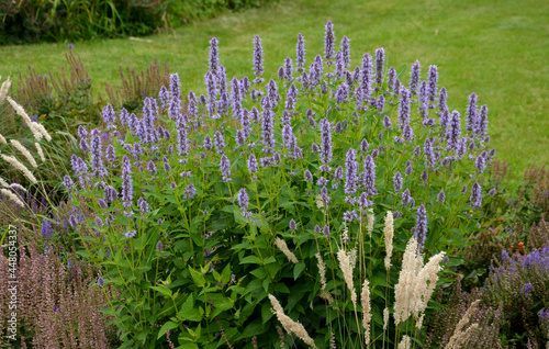 flowerbed with tall perennial plant of white flowers and undergrowth of yellow perennials and sage in a dry composition of yellow blue purple and white around a park with a lawn photo