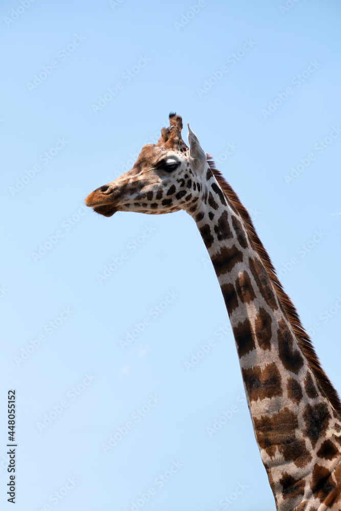 Close-up of a female southern giraffe aka two-horned giraffe with rounded or blotched spots, native to Southern Africa, against blue sky. Close-up of a female southern giraffe aka two-horned giraffe with rounded or blotched spots, native to Southern Africa, against blue sky.