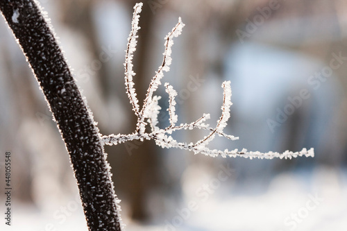 Branches in the winter with hoarfrost. Beautiful details © ileana_bt
