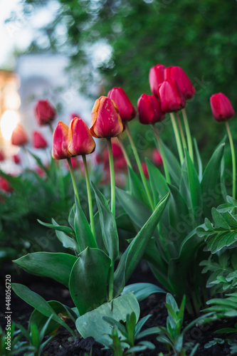 Red tulips with an orange border in the botanical garden on a blurred background in sunset lighting.