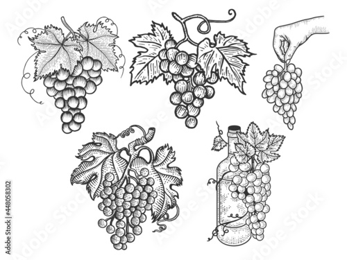 Grapes berry set collection sketch engraving vector illustration. T-shirt apparel print design. Scratch board imitation. Black and white hand drawn image.